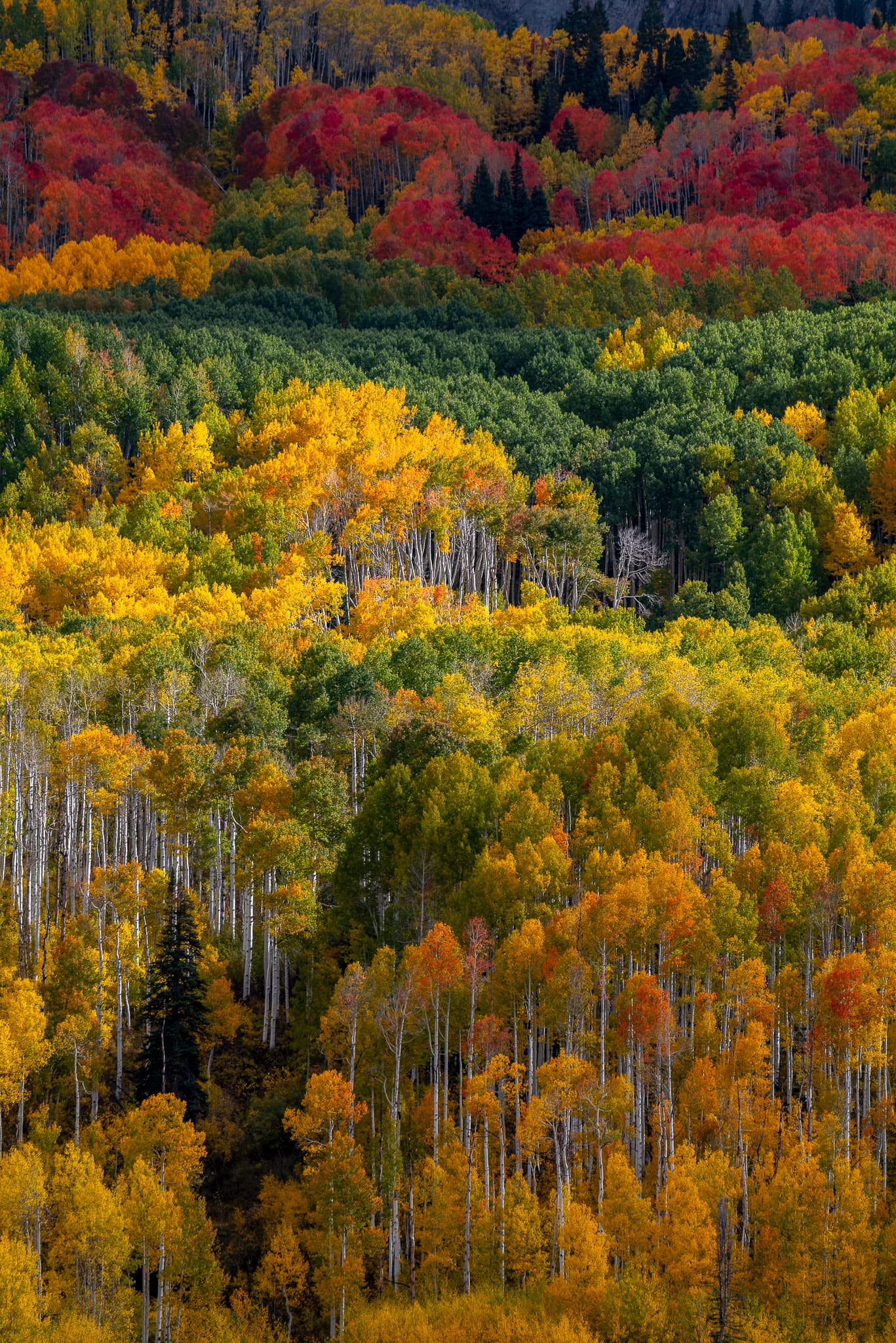 Aspen Study
